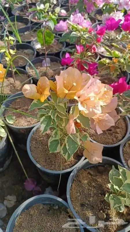 جميع انواع والوان الجهنمية متوفرة لدى حدائق جنة البدر للجملة 2