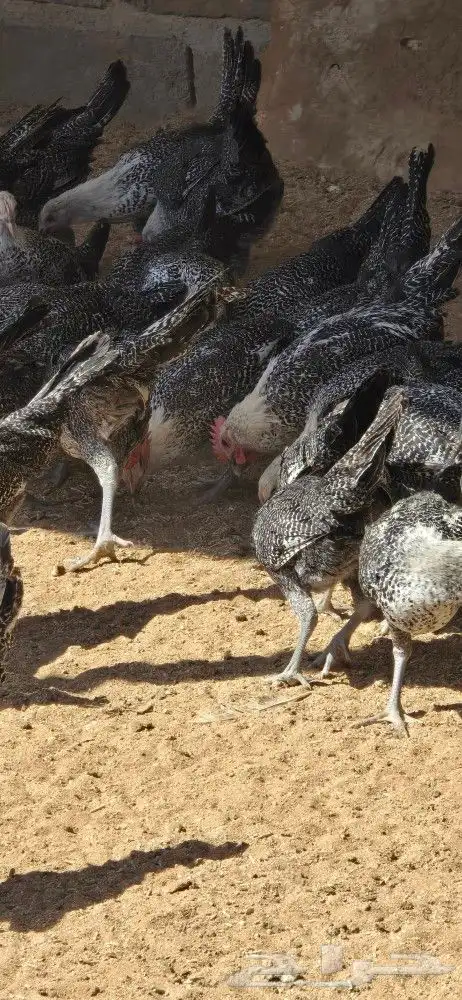 للبيع ديوك ودجاج 1