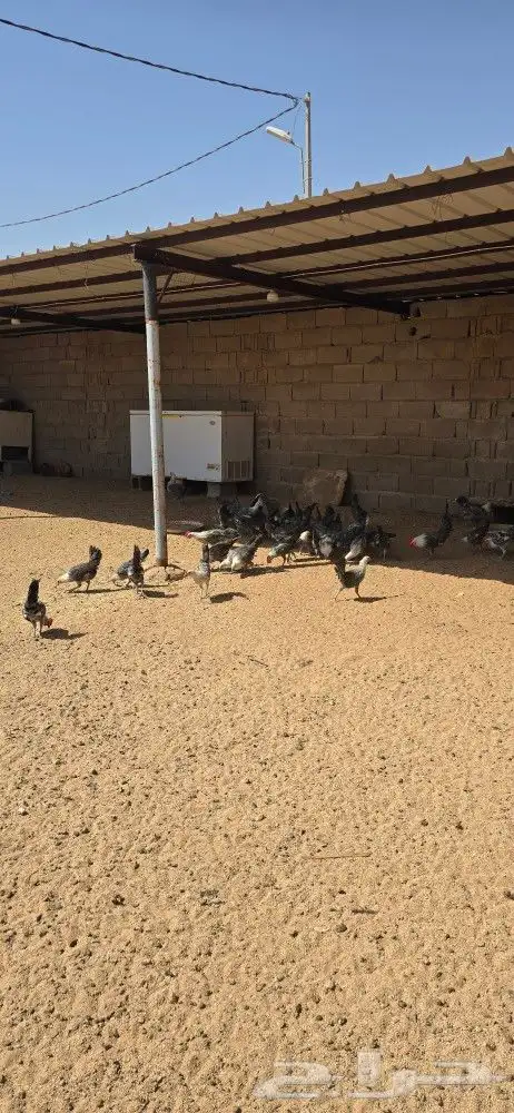 للبيع ديوك ودجاج 0