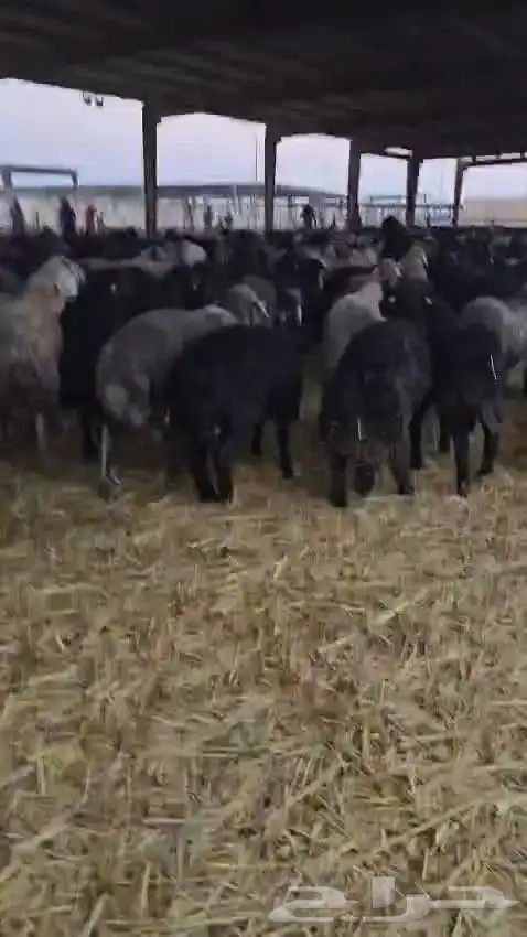 خرفان كركوي للبيع جملة فقط 3