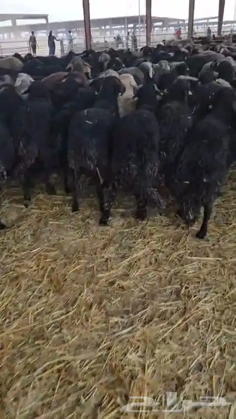 خرفان كركوي للبيع جملة فقط 5