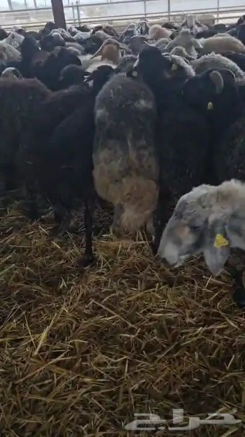 خرفان كركوي للبيع جملة فقط 1