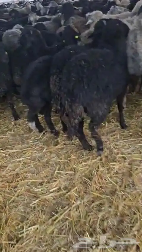 خرفان كركوي للبيع جملة فقط 4