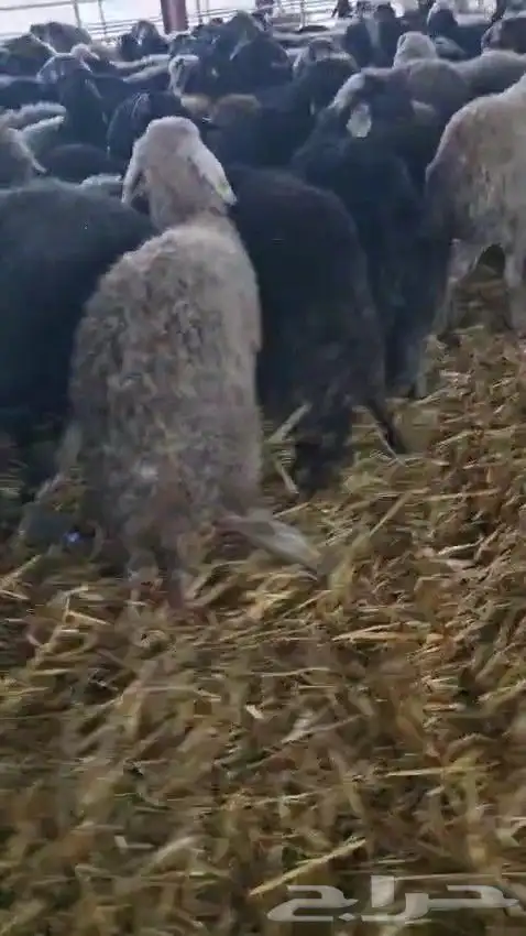 خرفان كركوي للبيع جملة فقط 8