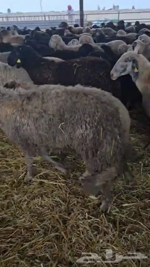 خرفان كركوي للبيع جملة فقط 2