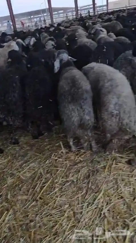 خرفان كركوي للبيع جملة فقط 7