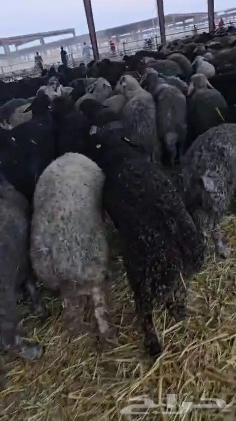 خرفان كركوي للبيع جملة فقط 6