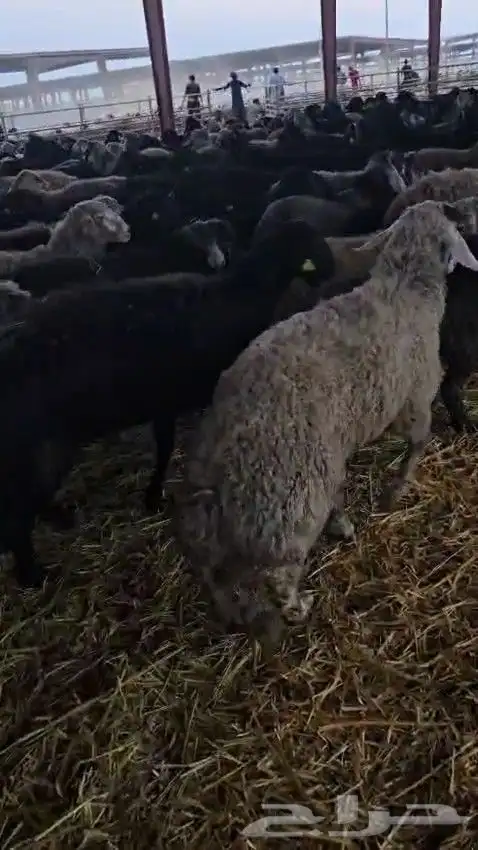 خرفان كركوي للبيع جملة فقط 9