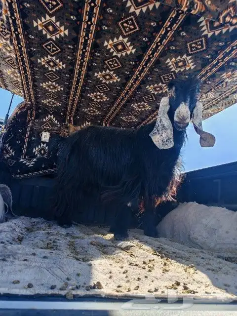 عنز عرضيه للبيع 2