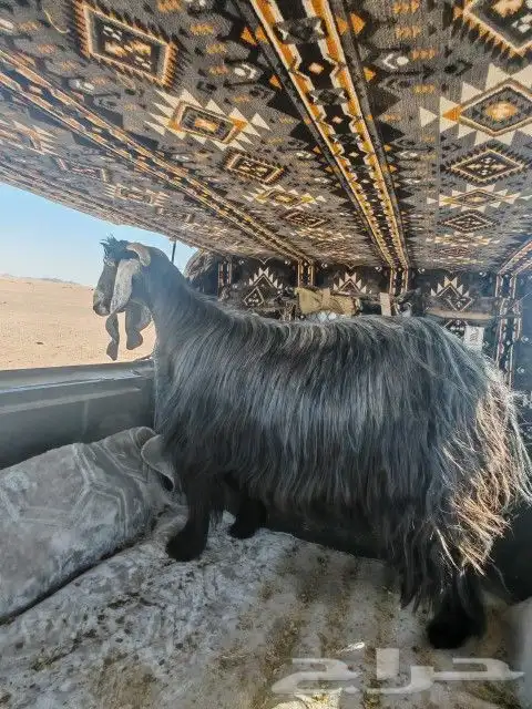 عنز عرضيه للبيع 0