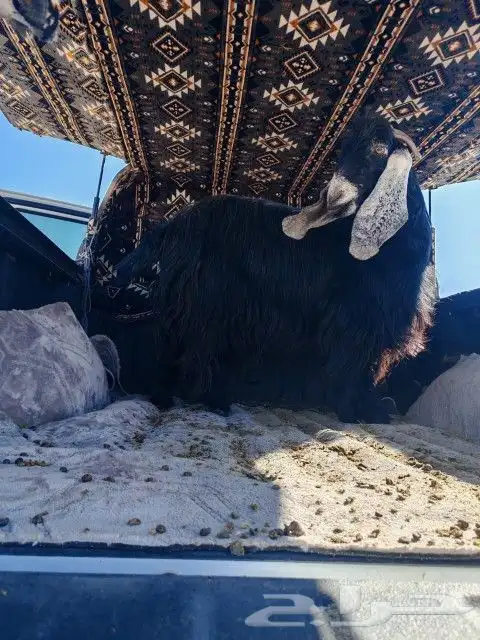 عنز عرضيه للبيع 1