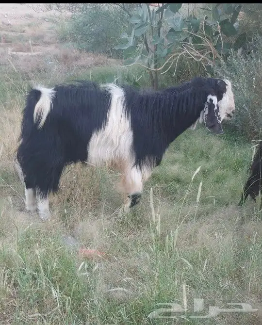 غنم ماعز خرفان (تيس للبيع) 0