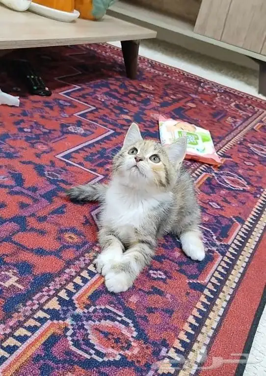 قطة صغيرة كتن 4