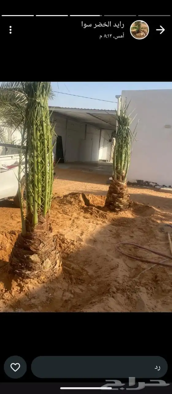 نخل عربي 1
