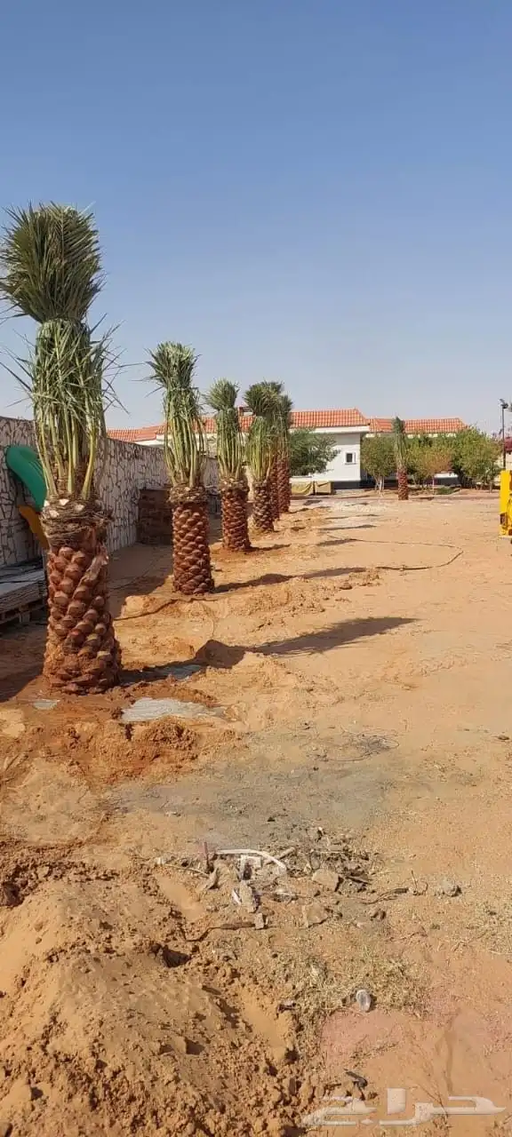 توريد نخيل ملوكي والعربي والواشنطني 8