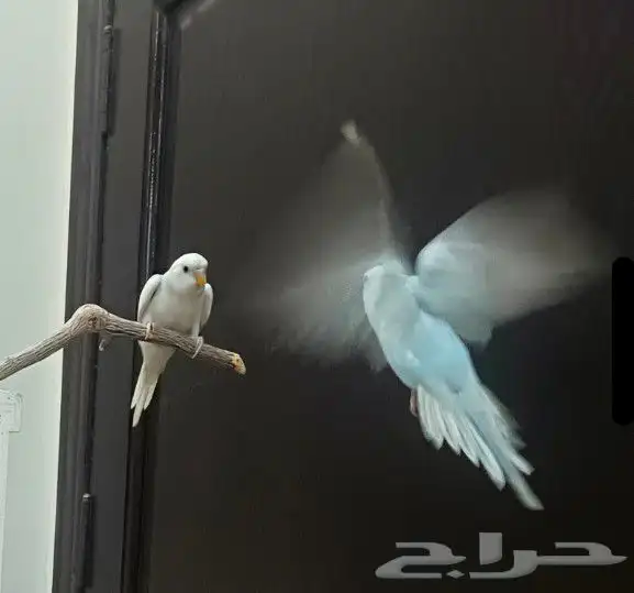 ببغاء البادجي 5