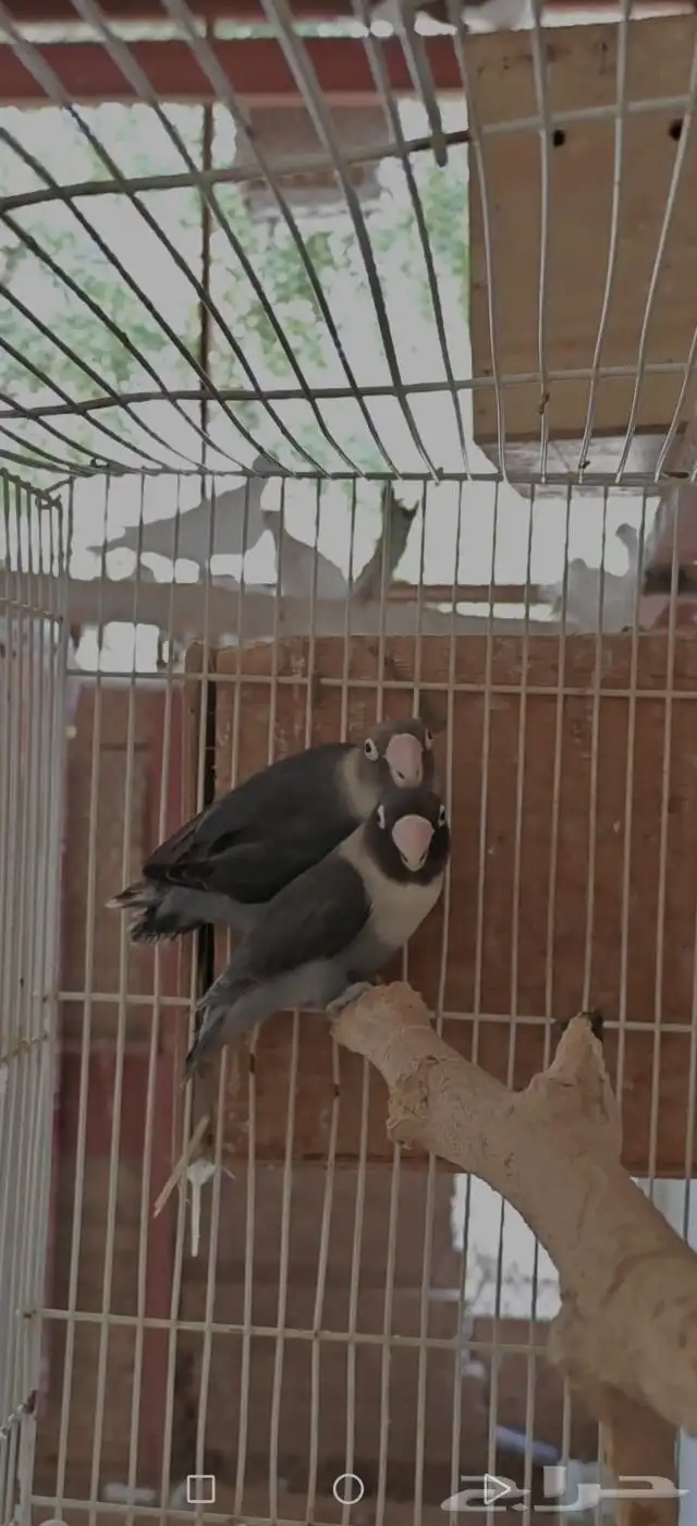 ماشاء الله تبارك الله عرض على زوج فيشر 2