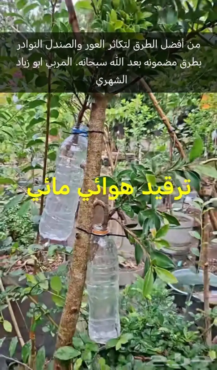 شتلات العود شتلات صندل 0