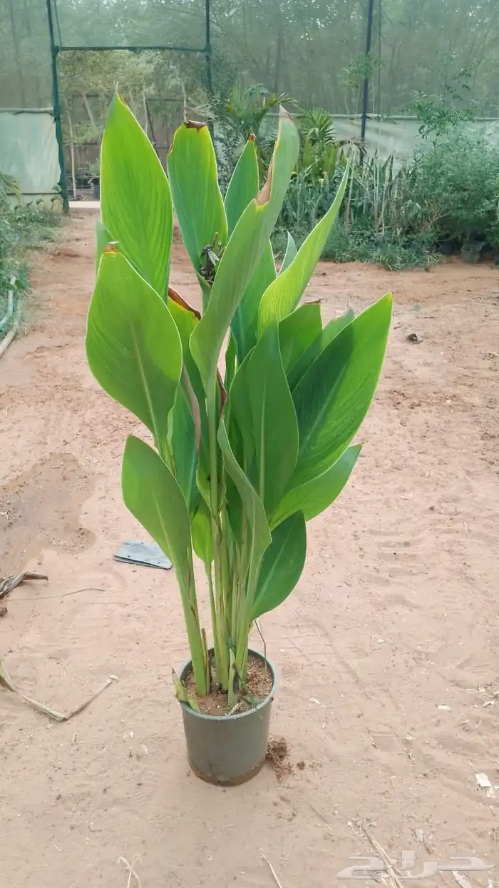 مشتل افندينا ازرعه الشتلت ونخيل الزينة المثمره 6