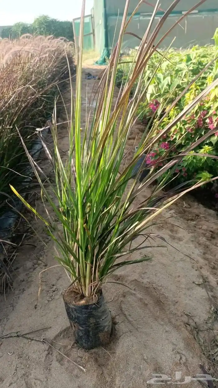 حلفاء و بانسيتام احمر و اخضر 5