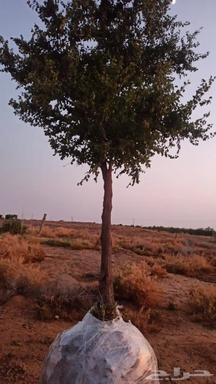 جميع انواع الاشجار اتصل نصل 0