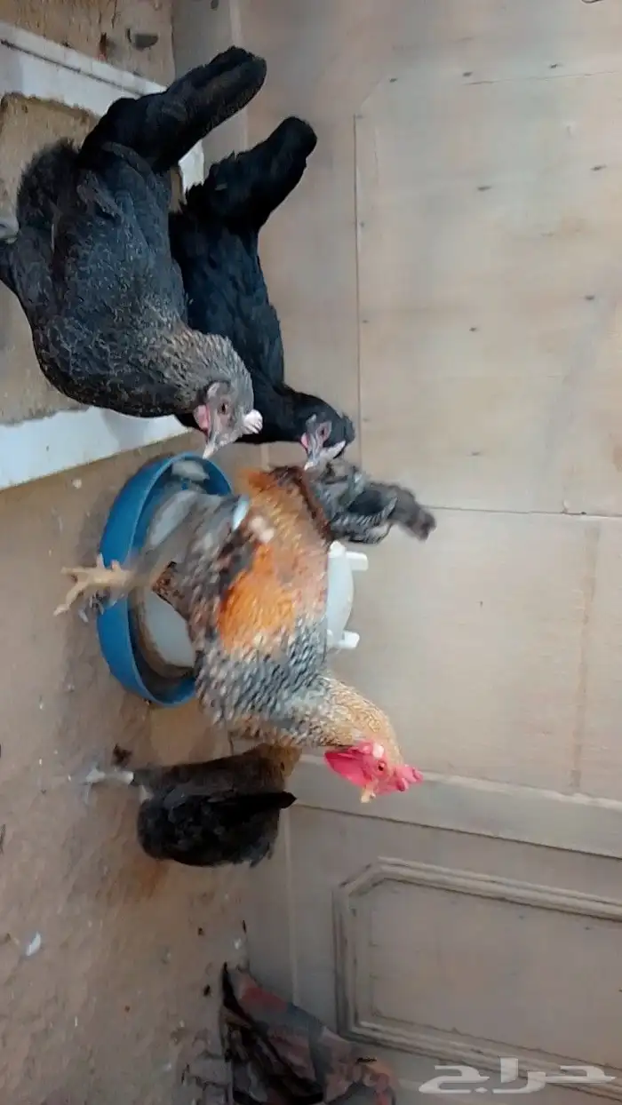 دجاج بياض ديك تركي و دجاجه تركيه ولبقيات فيومي 0