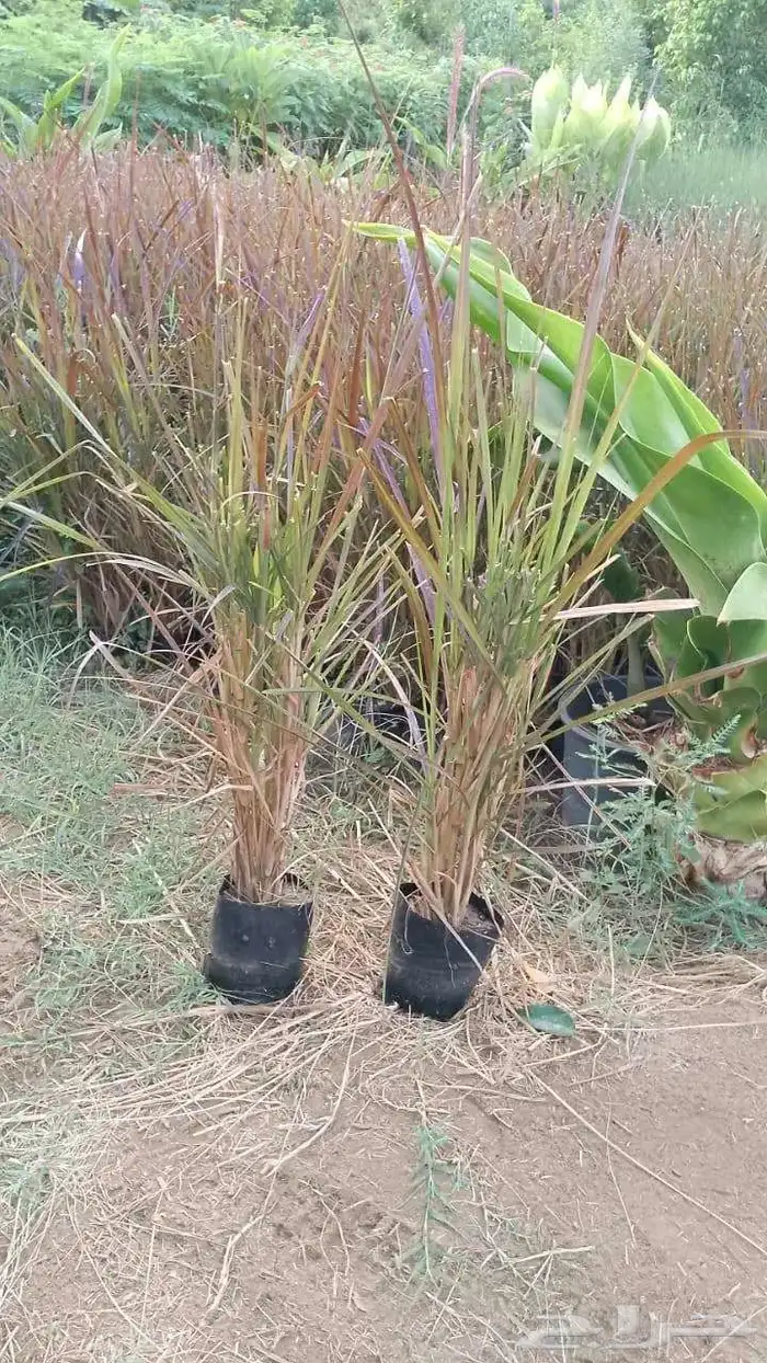 حلفاء و بانسيتام احمر و اخضر 6