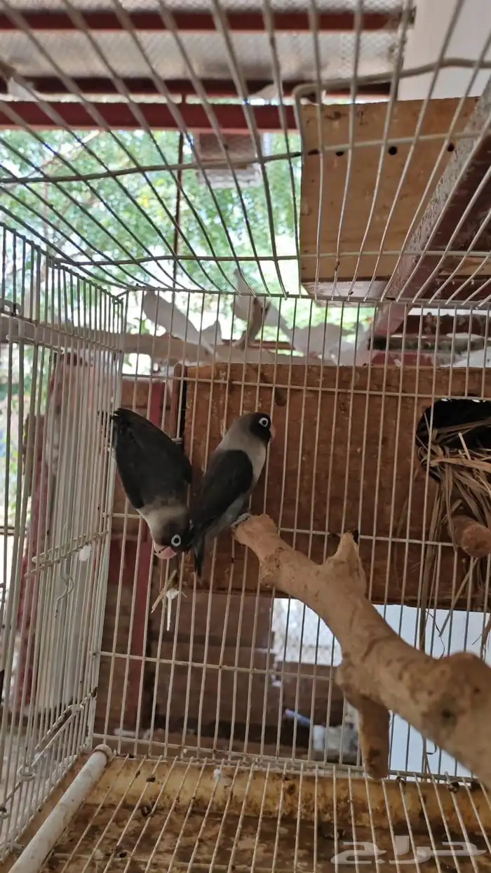 ماشاء الله تبارك الله عرض على زوج فيشر 1