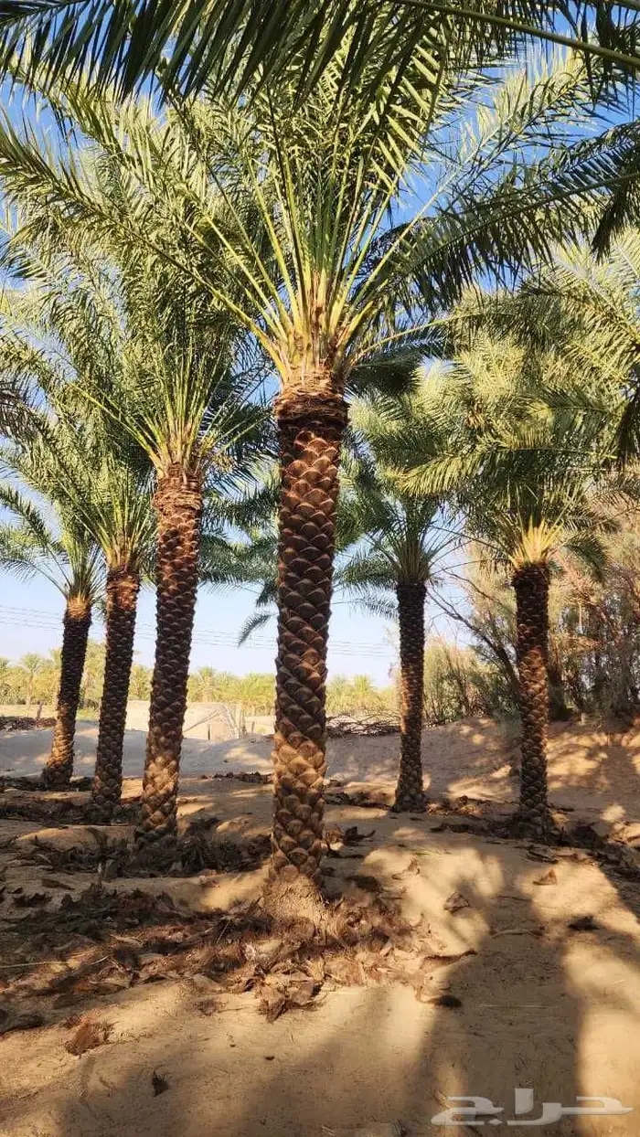 توريد نخيل ملوكي والعربي والواشنطني 2