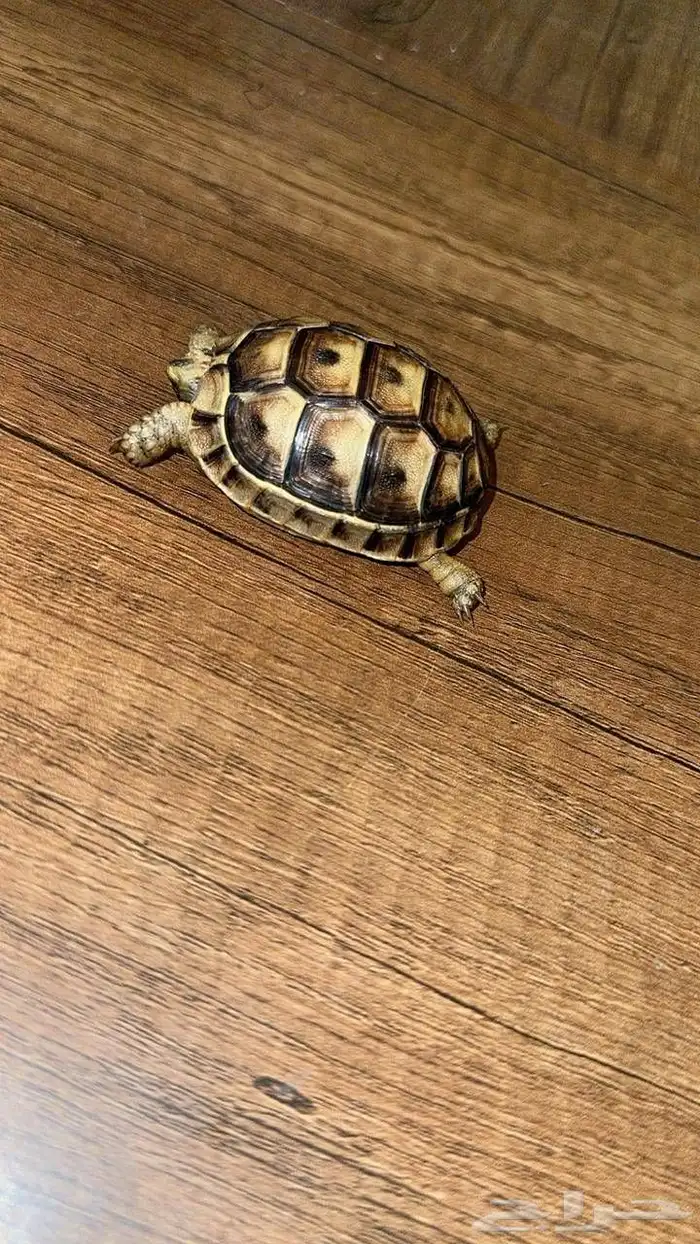 سلحفاء للبيع صحه جيده 2