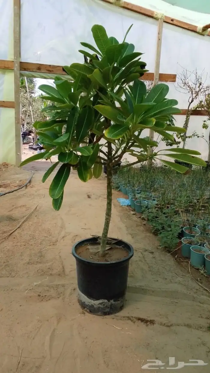 جميع انواع الاشجار اتصل نصل 1