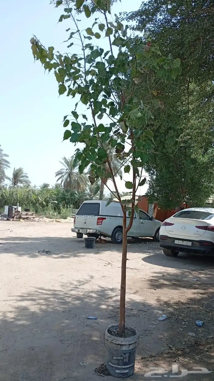 مزرعة الياسمين 2