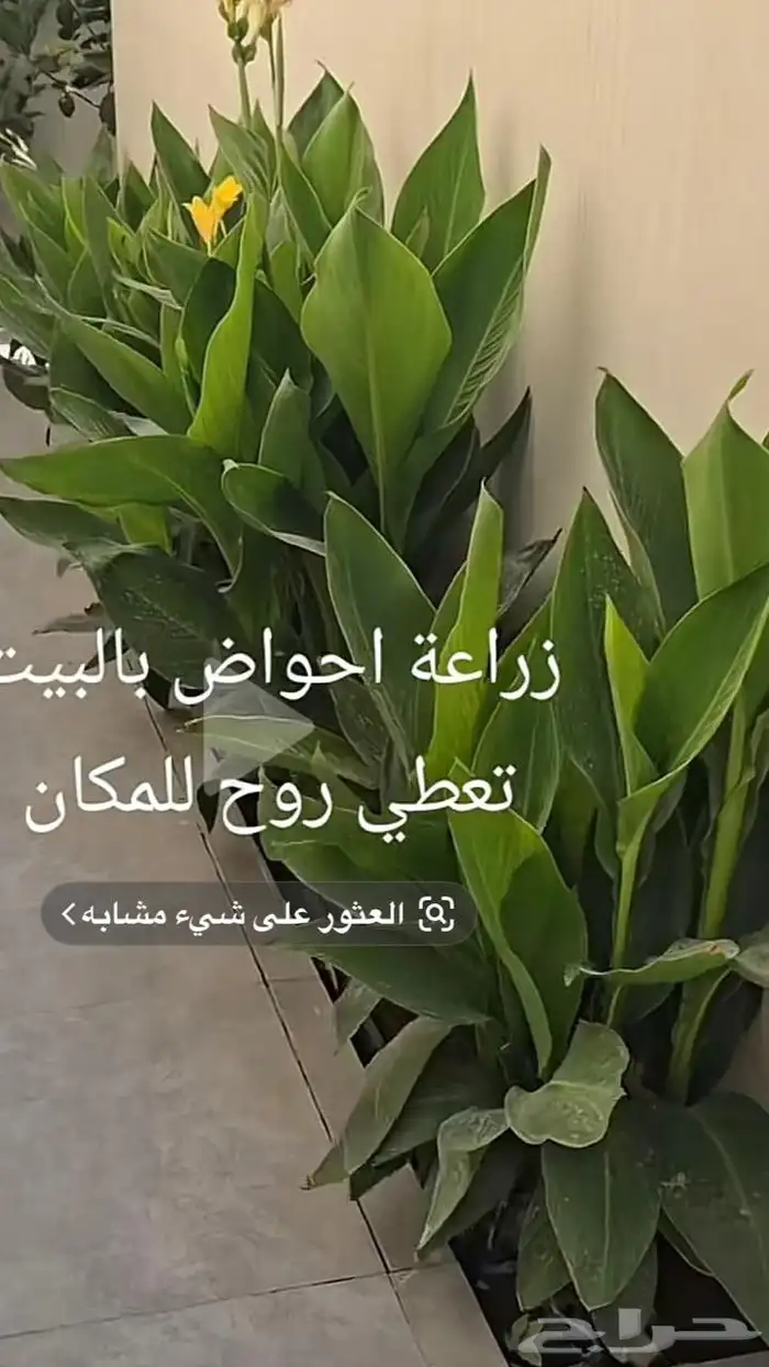 مشتل بيع الزهور والشتلات الزراعيه بجميع انواعها مع الصيانه ا 2