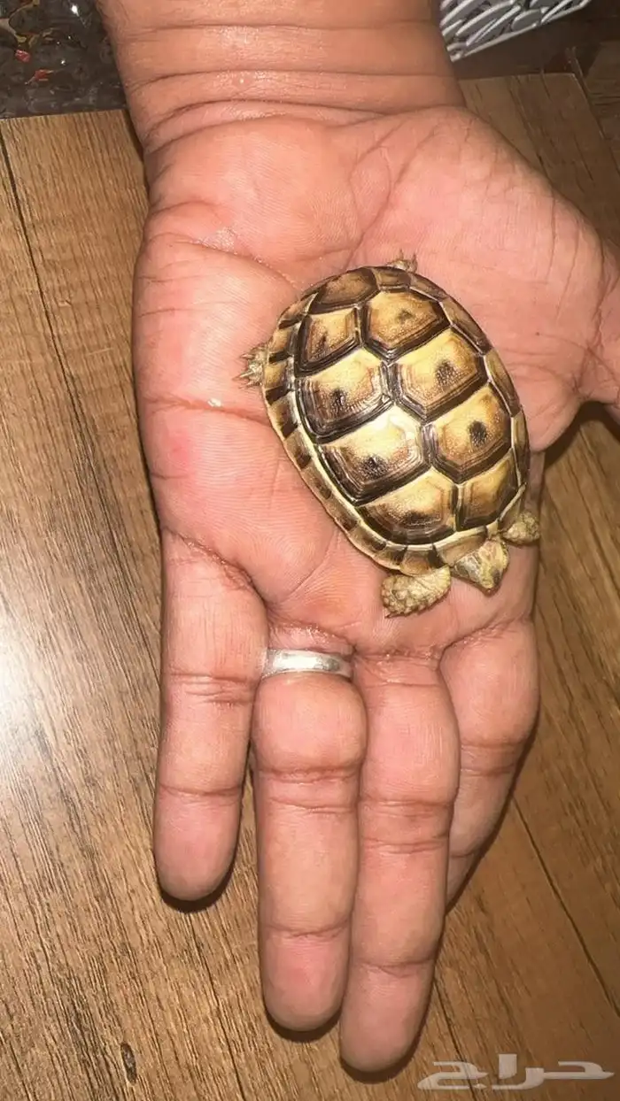 سلحفاء للبيع صحه جيده 0
