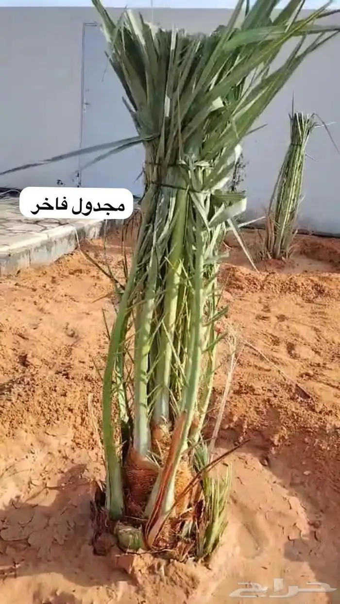 نخل عربي 2