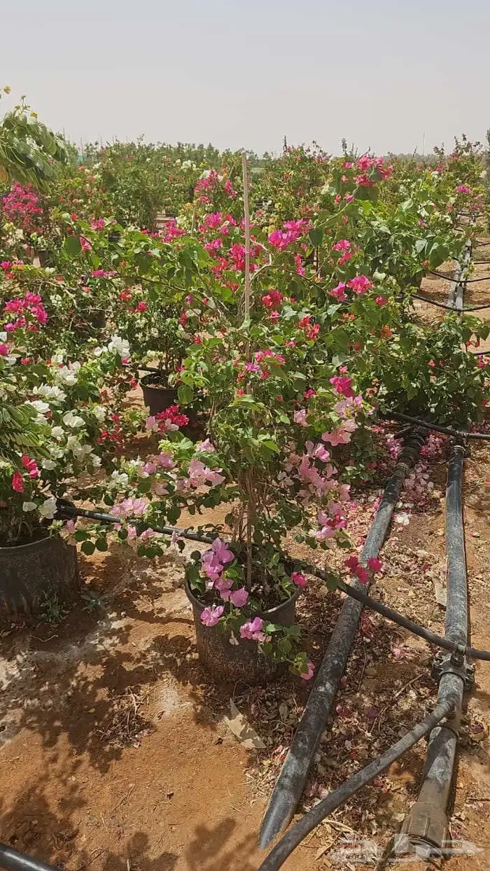 جميع انواع الاشجار اتصل نصل 7