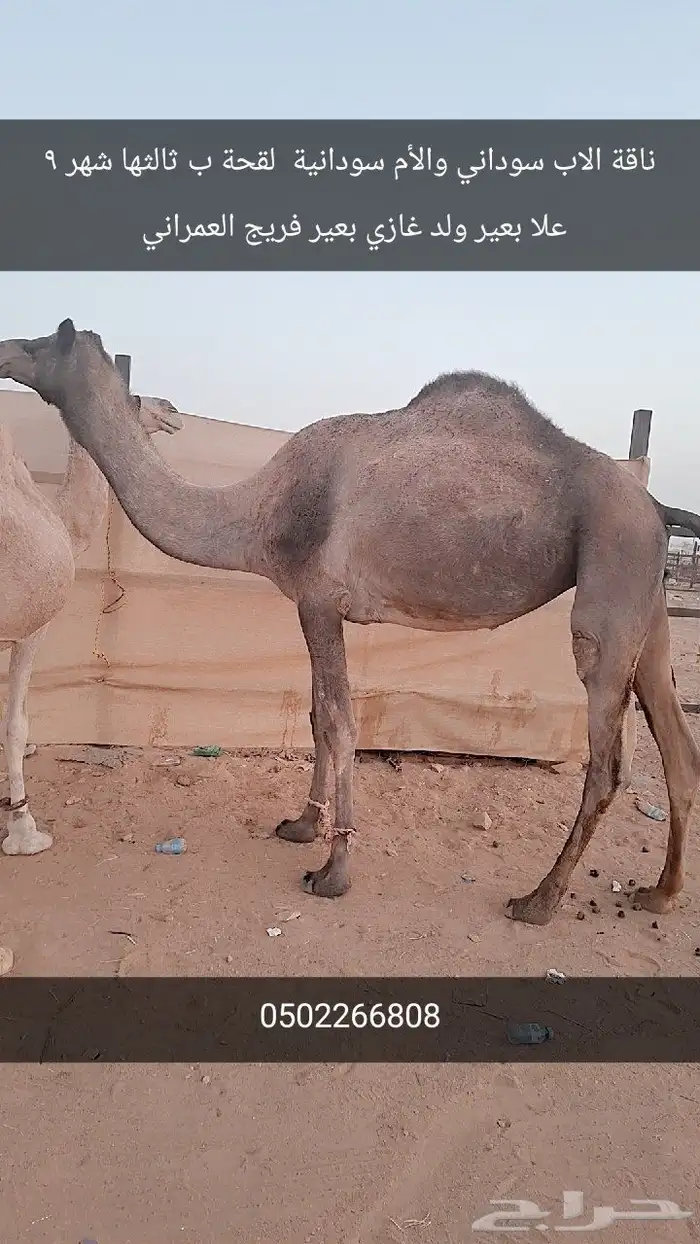 لقحات للبيع 1