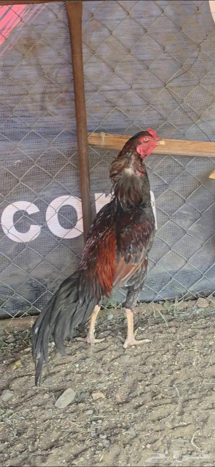 دجاج باكستاني 0