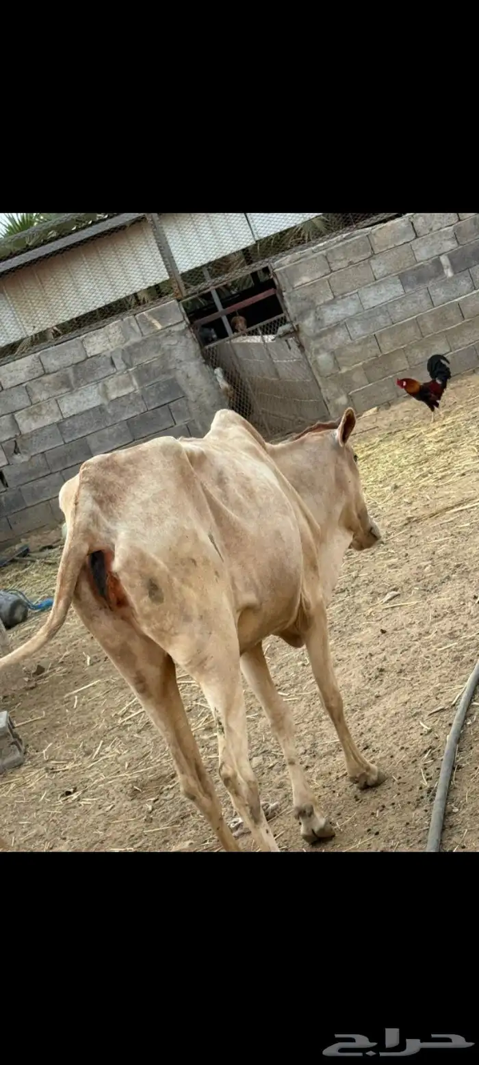 بقر بلدي للبيع 0