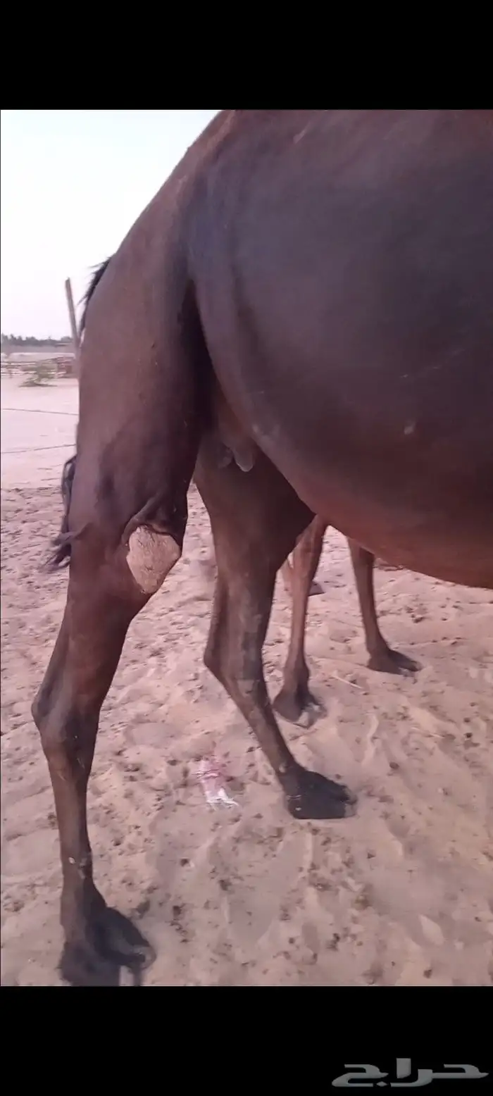 لقحه مجهم بكر 1