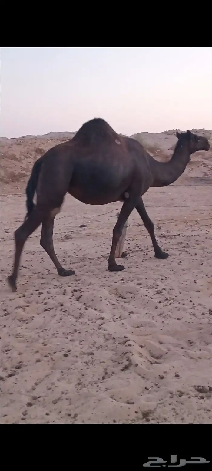 لقحه مجهم بكر 5