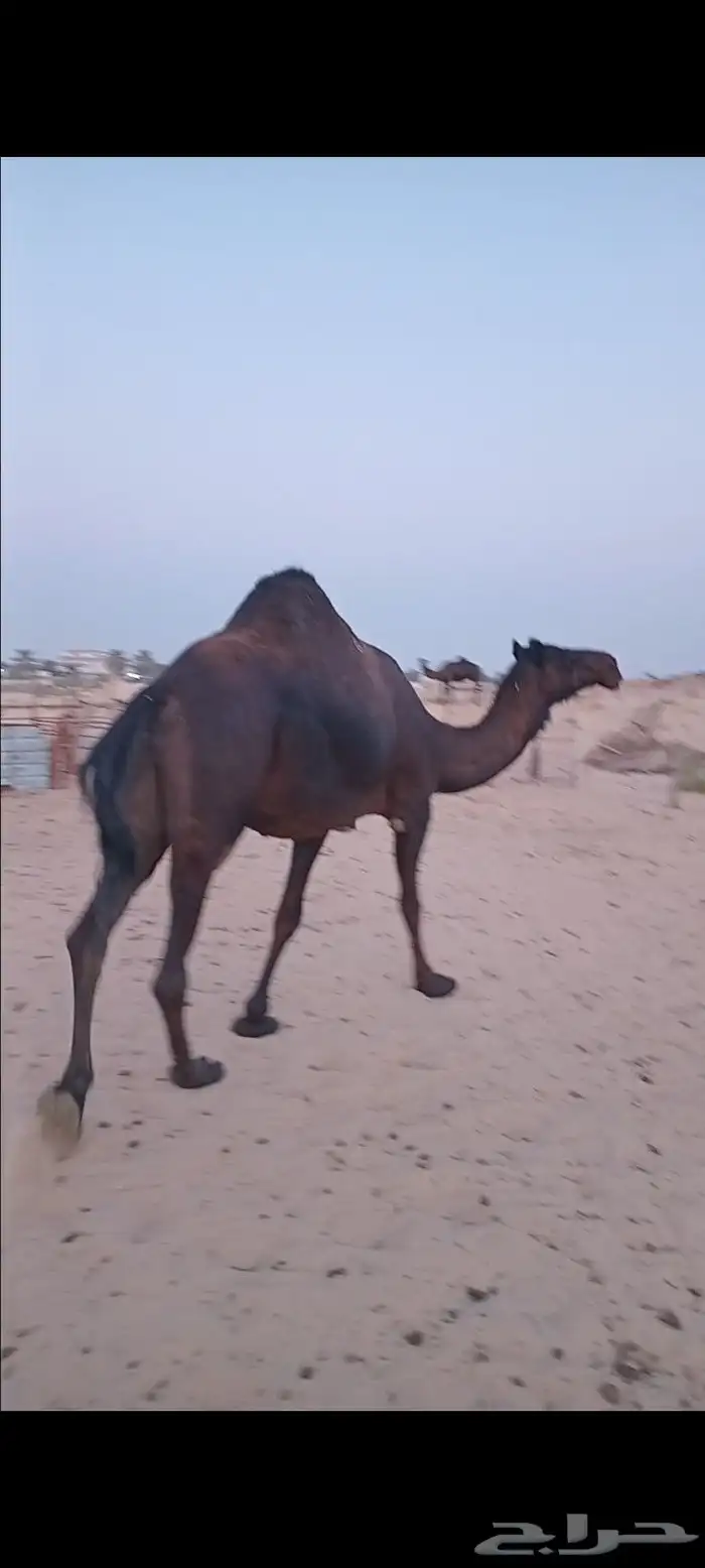 لقحه مجهم بكر 3