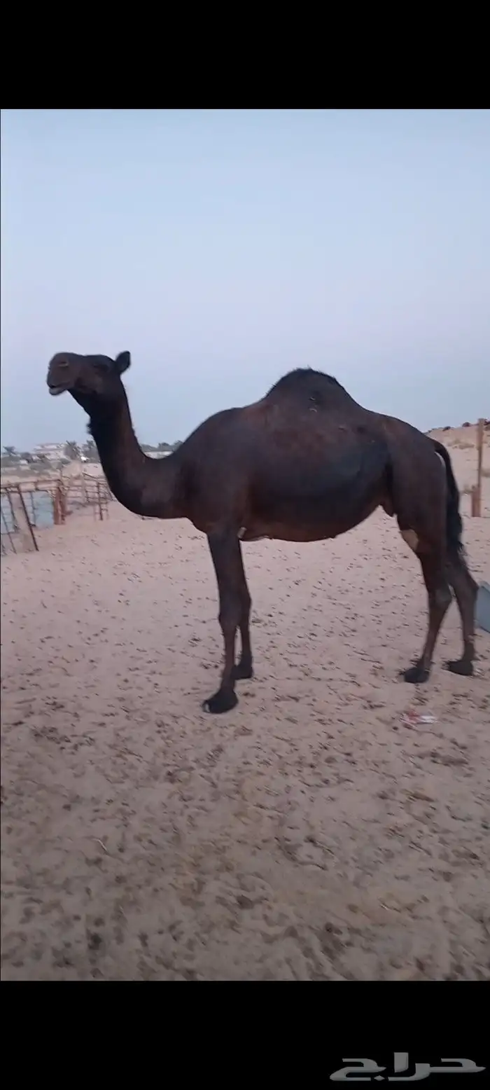 لقحه مجهم بكر 2