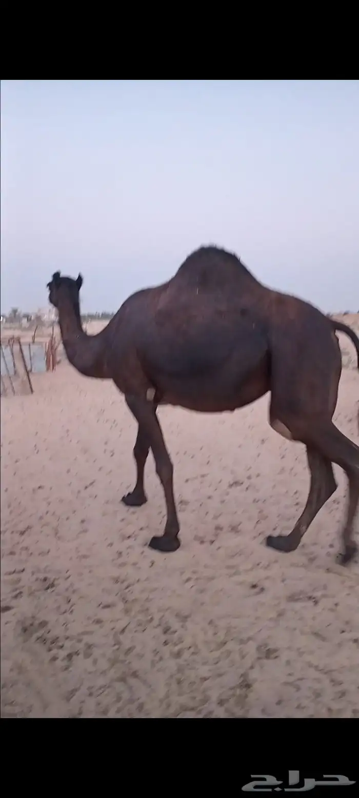 لقحه مجهم بكر 4