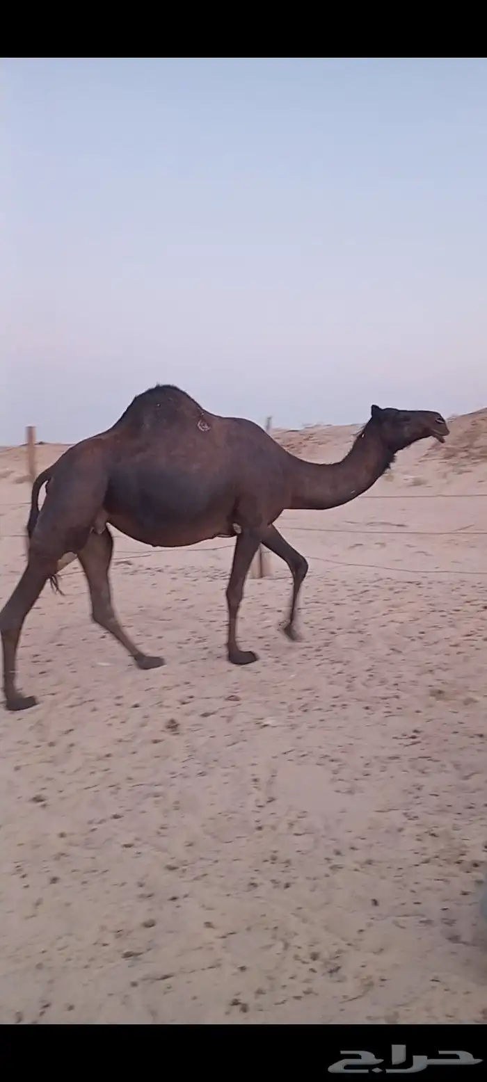 لقحه مجهم بكر 0