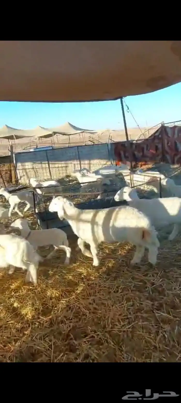 غنم حرش خلفات كلها 32 معها 31 فيها 16 جذعه ثنيه رباع 2