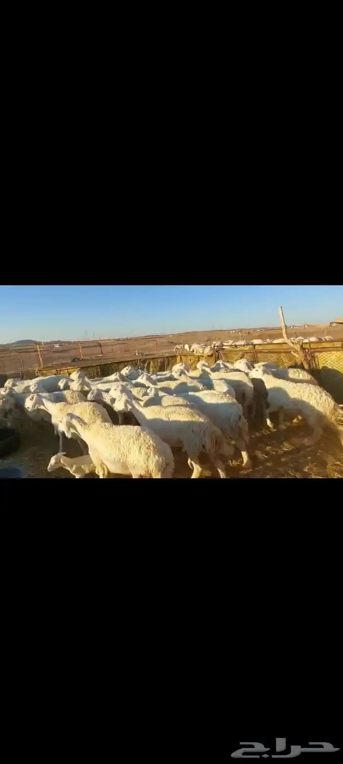 غنم حرش خلفات كلها 32 معها 31 فيها 16 جذعه ثنيه رباع 1