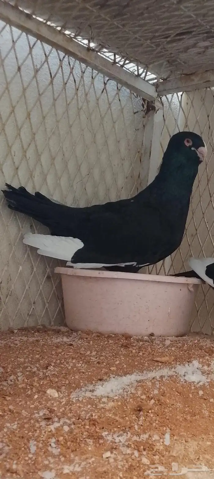 مساويد 3 ازواج منتجه 4