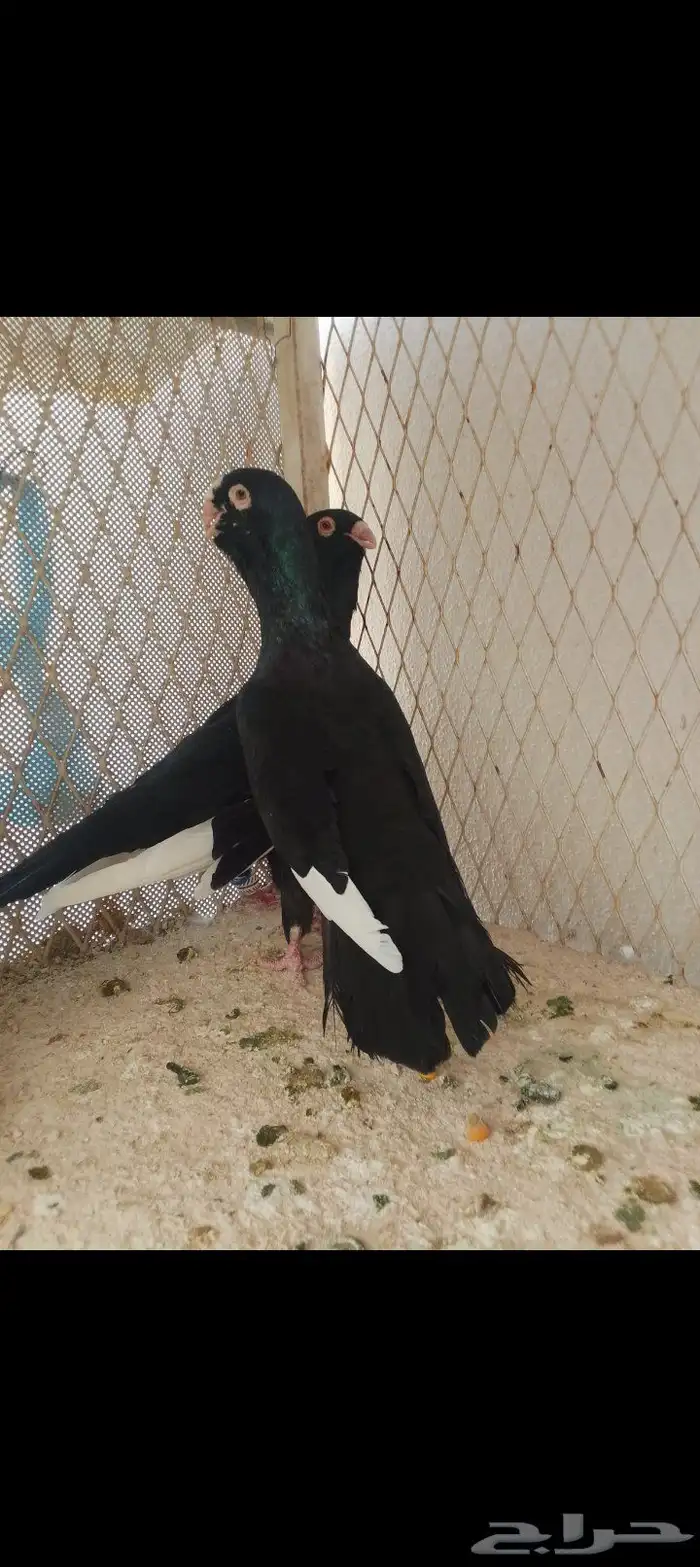 مساويد 3 ازواج منتجه 1