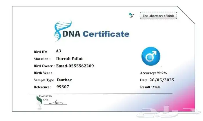 طيور دره محللين ذكور 2